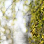 Katsura tree, by Katharine Boyle